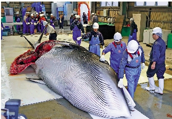 　　圖：日本捕鯨行徑殘忍血腥，長期受到環保人士譴責。/美聯社