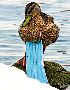 　　圖：疫情期間的廢棄口罩成為一大污染源，圖為一隻脖子被口罩纏繞的綠頭鴨。 網絡圖片