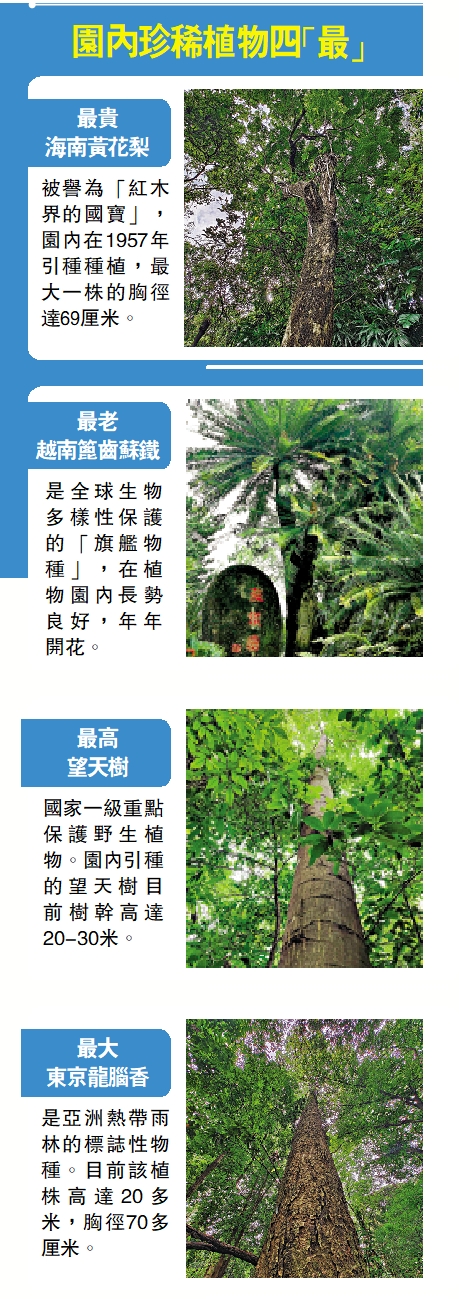 　　圖：園內珍稀植物四「最」