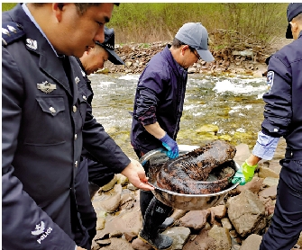 　　圖：專家表示，相關物種應交給管理部門依法處理。圖為寧夏執法人員將野生動物放生河流。/新華社