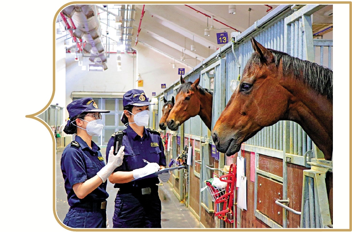 　　圖：廣州海關所屬從化海關駐馬場辦事處關員開展日常馬匹巡查工作。/受訪者供圖