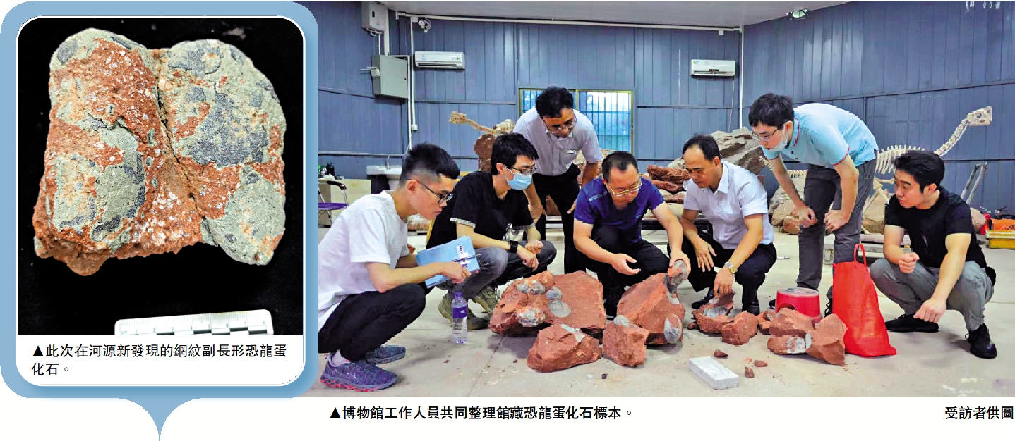 　　圖：（左）此次在河源新發現的網紋副長形恐龍蛋化石。（右）博物館工作人員共同整理館藏恐龍蛋化石標本。/受訪者供圖