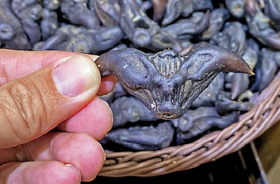 　　圖：菱角外形似牛角，味道似芋頭，要打開取肉得花點工夫。