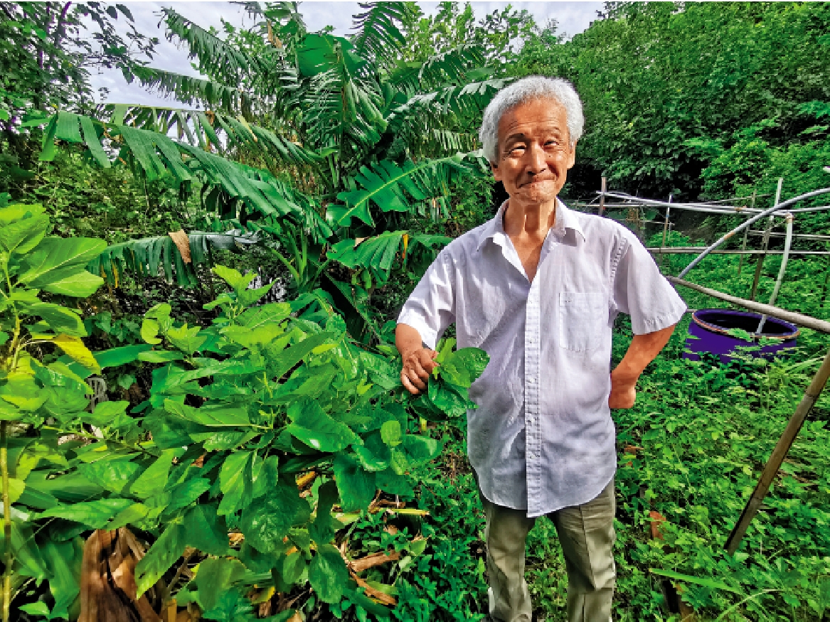 　　圖：品川一誠視香港為家，退休後在坪洲租了塊農地栽種桑樹。