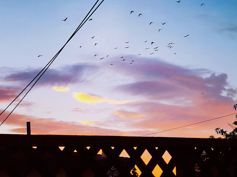　　圖：歸鳥排着隊追晚霞而去。  作者供圖