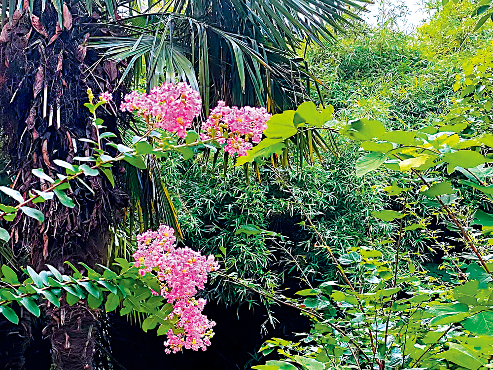 　　圖：天鵝絨紫薇。\作者供圖