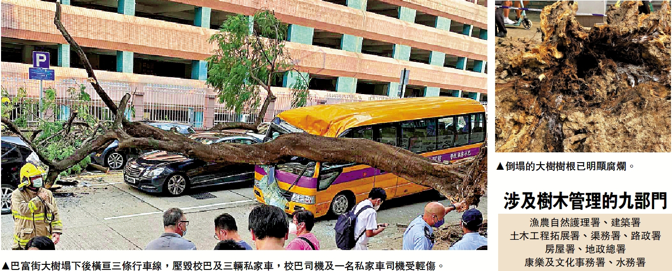 　　左圖：巴富街大樹塌下後橫亘三條行車線，壓毀校巴及三輛私家車，校巴司機及一名私家車司機受輕傷。