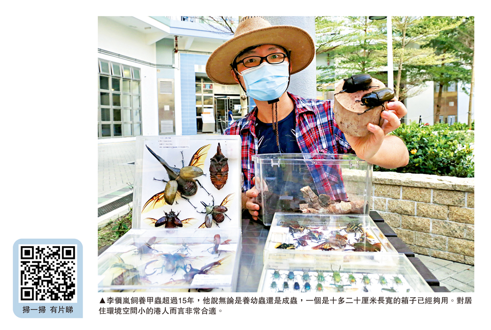 　　圖：李慎嵐飼養甲蟲超過15年，他說無論是養幼蟲還是成蟲，一個是十多二十厘米長寬的箱子已經夠用。對居住環境空間小的港人而言非常合適。