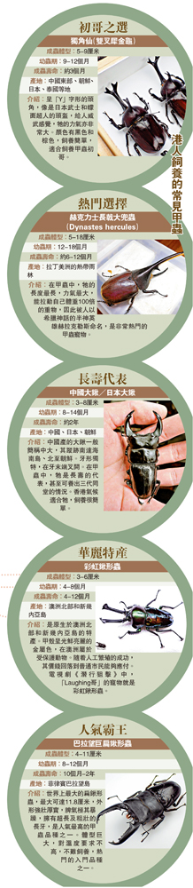 　　圖：港人飼養的常見甲蟲