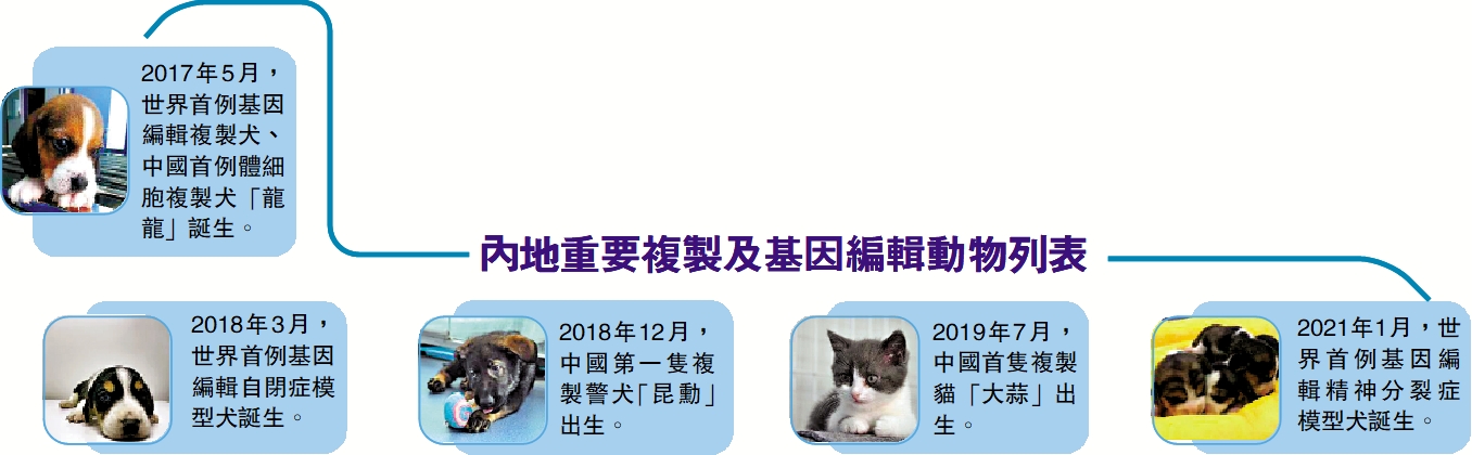 　　圖：內地重要複製及基因編輯動物列表