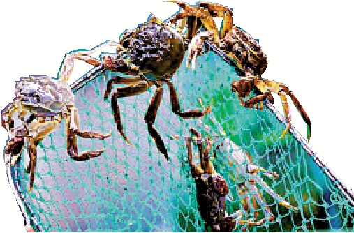 　　圖：大閘蟹順着漁網攀爬，生龍活虎。\網絡圖片