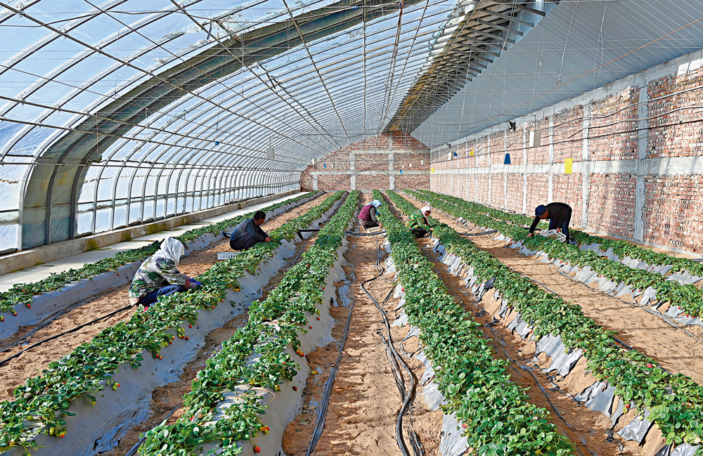 　　圖：粵港澳大灣區「菜籃子」工程在甘肅河西走廊多地初具產業規模。圖為甘肅古浪縣黃花灘生態移民區富民新村村民在草莓棚中勞作。