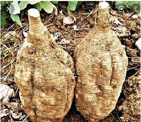 　　圖：葛根藥用根莖。