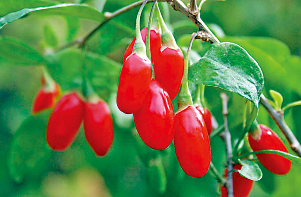 　　圖：枸杞的果實。