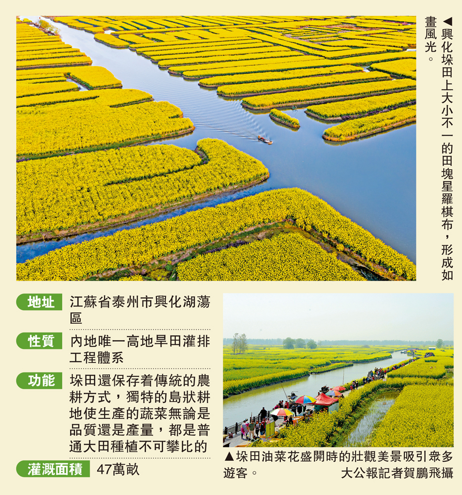 　　圖：興化垛田上大小不一的田塊星羅棋布，形成如畫風光。