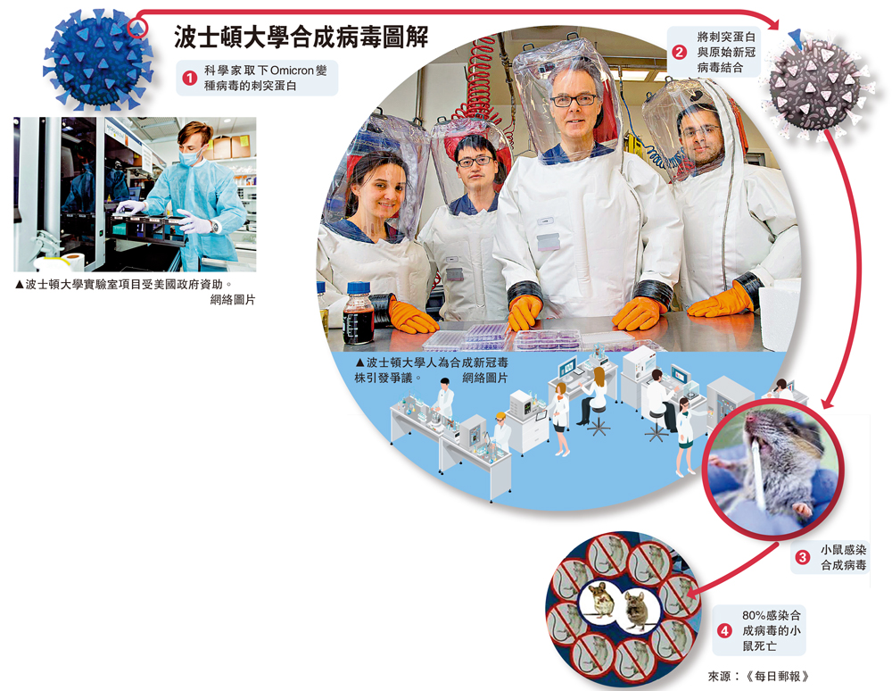 　　圖：波士頓大學合成病毒圖解