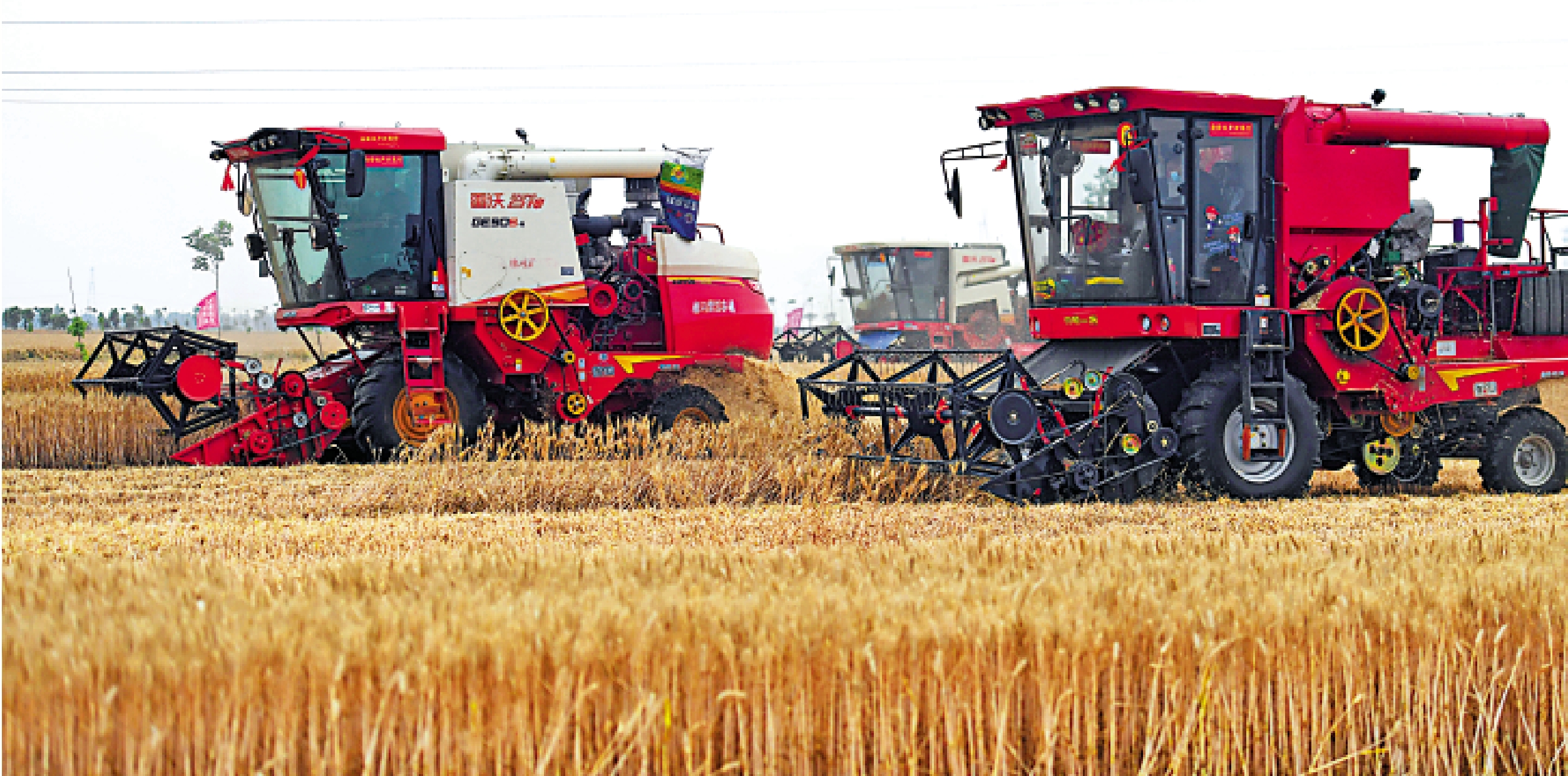　　圖：中國農業現代化發展助力農業強國建設。圖為5月26日在河南省南陽市唐河縣湖陽鎮張灣村拍攝的小麥收割現場。/新華社