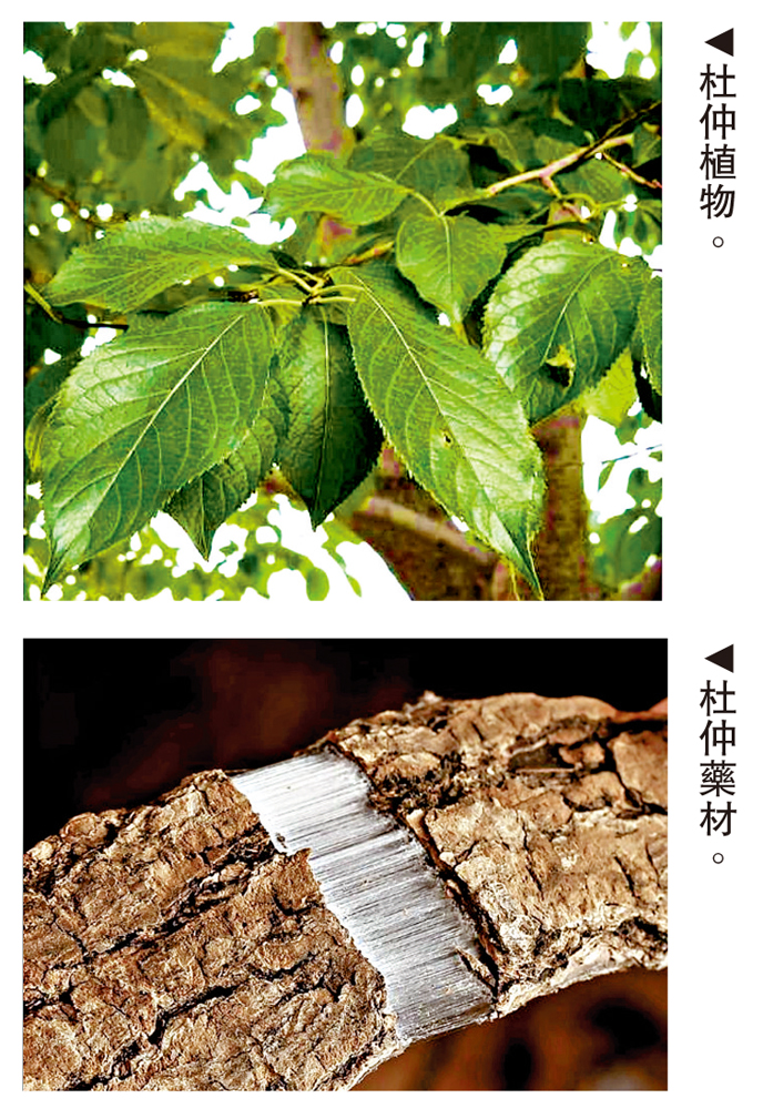上圖:杜仲植物。下圖:杜仲藥材。