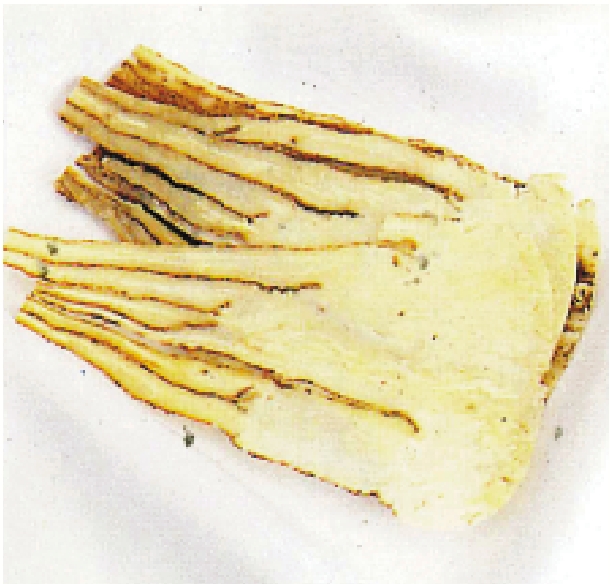 　　圖：當歸有補血活血的功效。