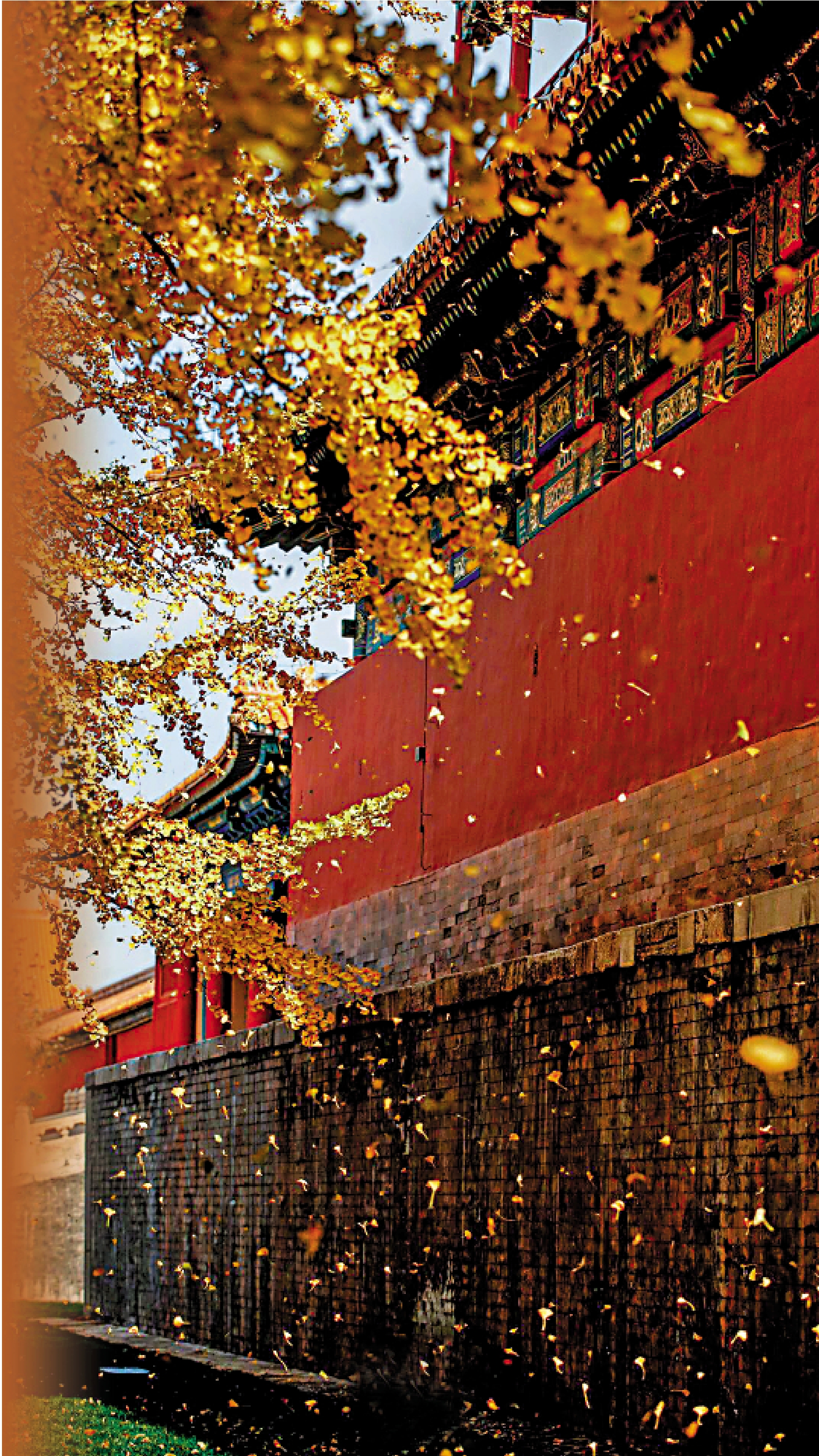 　　圖：古建築的飛檐翹角掩映在銀杏葉間，相映成趣，美不勝收。\故宮博物院