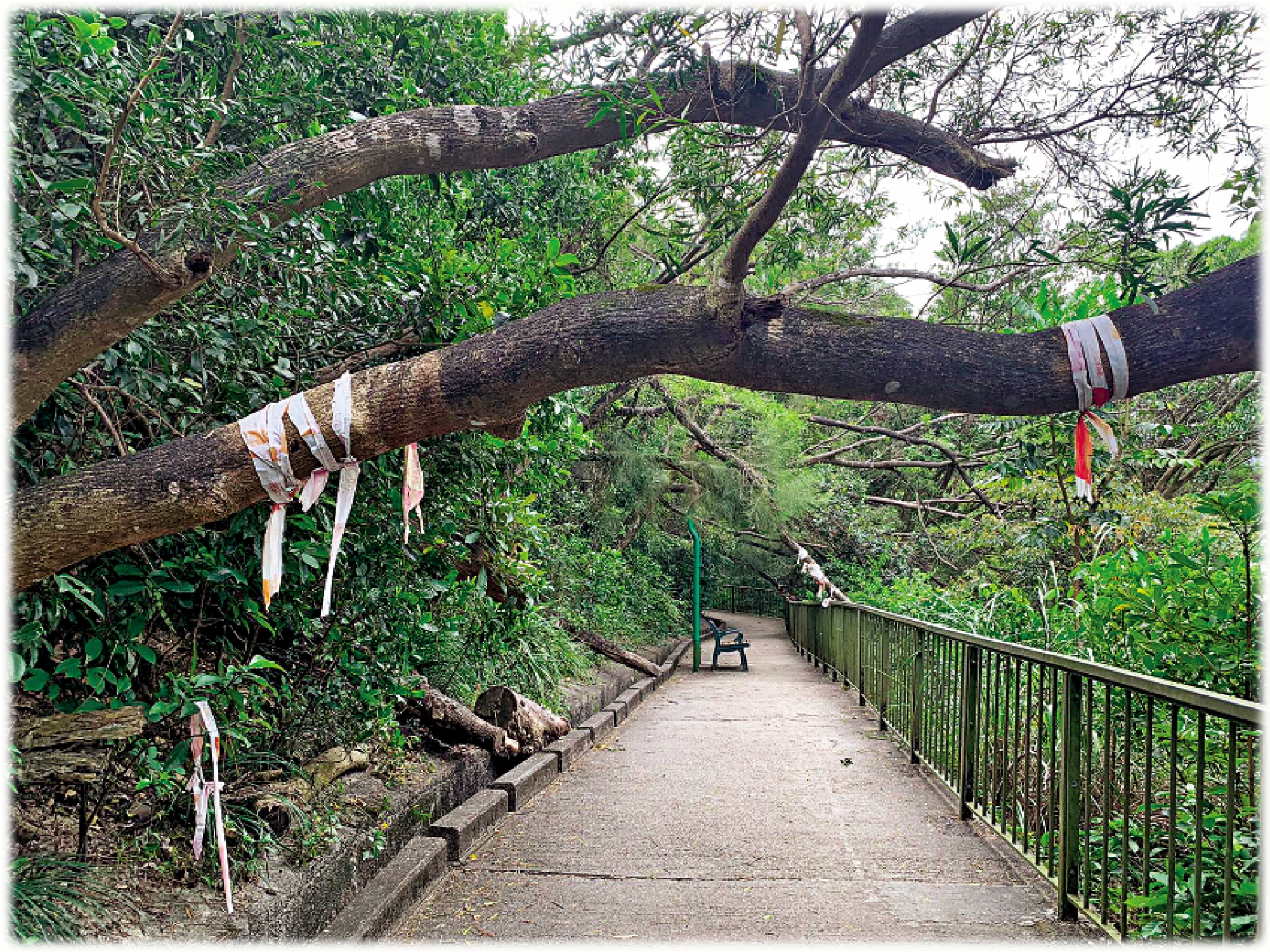 　　圖：行山途中看到因颱風過境而折枝受傷的樹木。