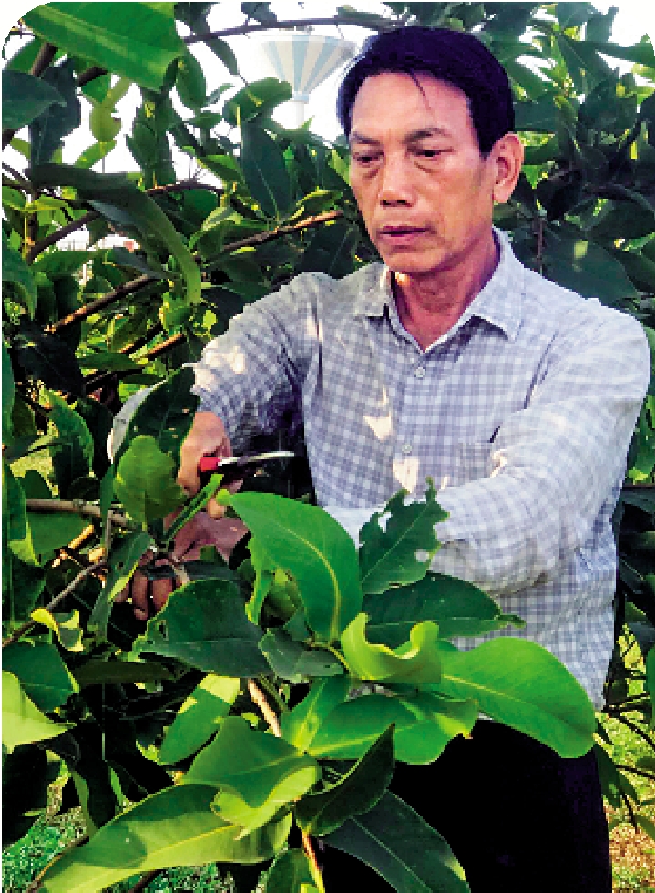 　　圖：侯明智希望他種植的香水蓮霧能走向國際市場。\受訪者供圖