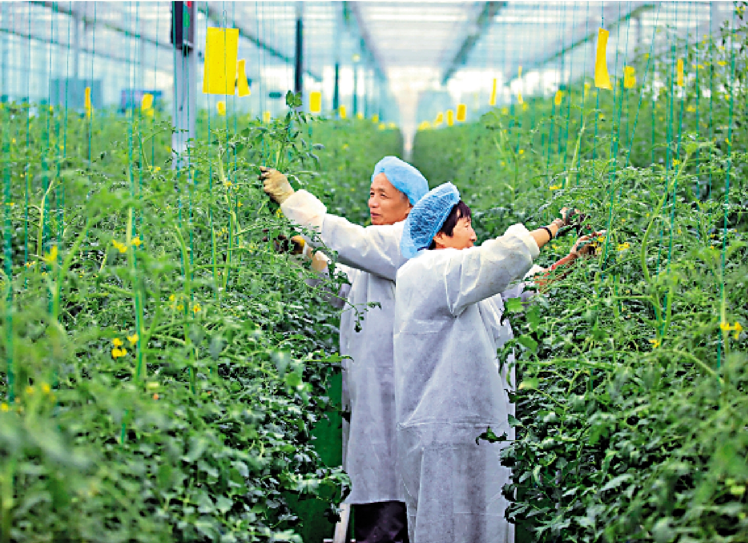 　　圖：浙江烏鎮鳳岐茶社譚家灣雲上農業試驗場推出元宇宙版「開心農場」，可「雲」種菜，並收穫勞動成果。圖為農場的員工在忙碌。