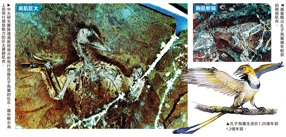 　　左圖：中大研究團隊通過新技術分析飛行恐龍孔子鳥屬的化石。圖中顯示為上拍飛行提供動力的巨大肩膀肌肉。右上圖：圖像顯示孔子鳥屬擁有較弱的胸部肌肉。右下圖：孔子鳥屬生活於1.25億年到1.2億年前。