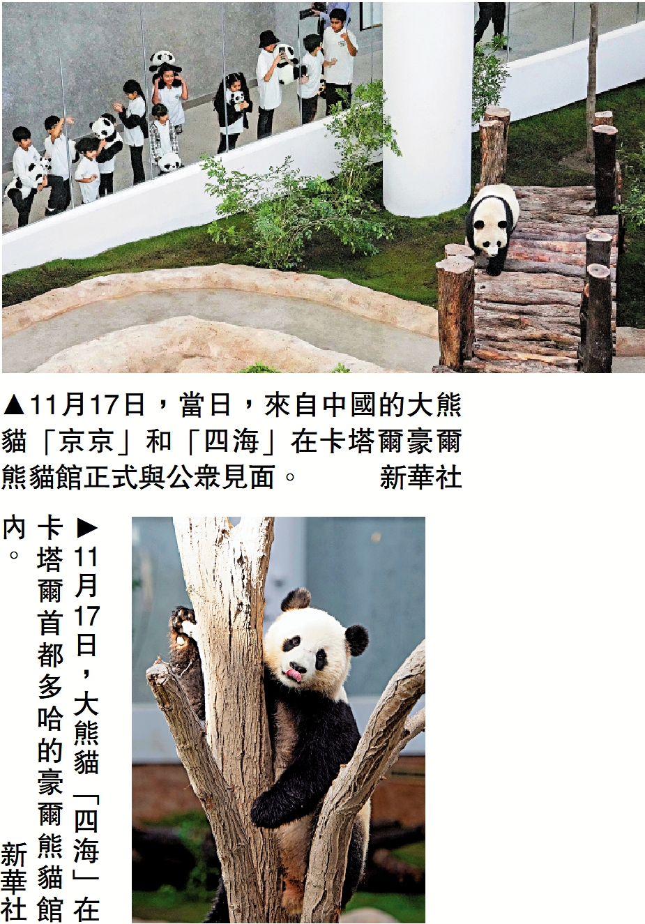 　　上圖：11月17日，當日，來自中國的大熊貓「京京」和「四海」在卡塔爾豪爾熊貓館正式與公眾見面。\新華社