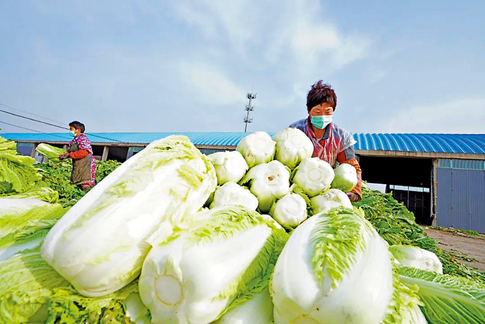 　　圖：疫情導致的交通梗阻致使多地出現不同程度「賣菜難」問題。圖為18日，河北菜農打理大白菜。 中新社
