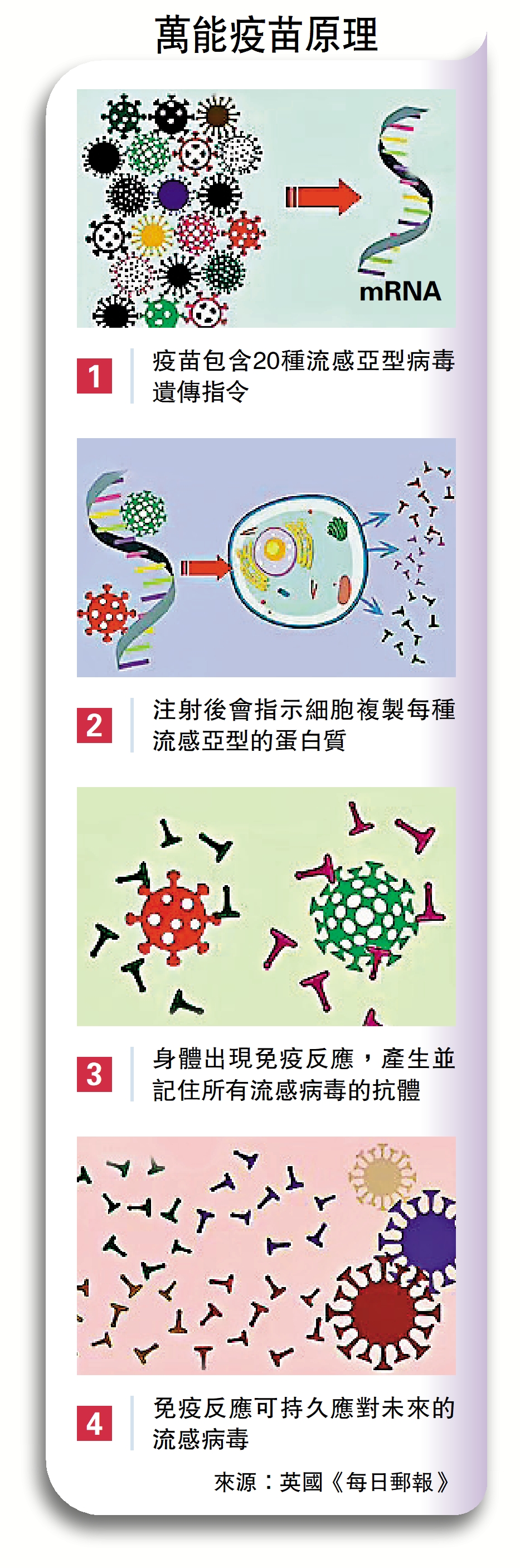 圖:萬能疫苗原理流感病毒