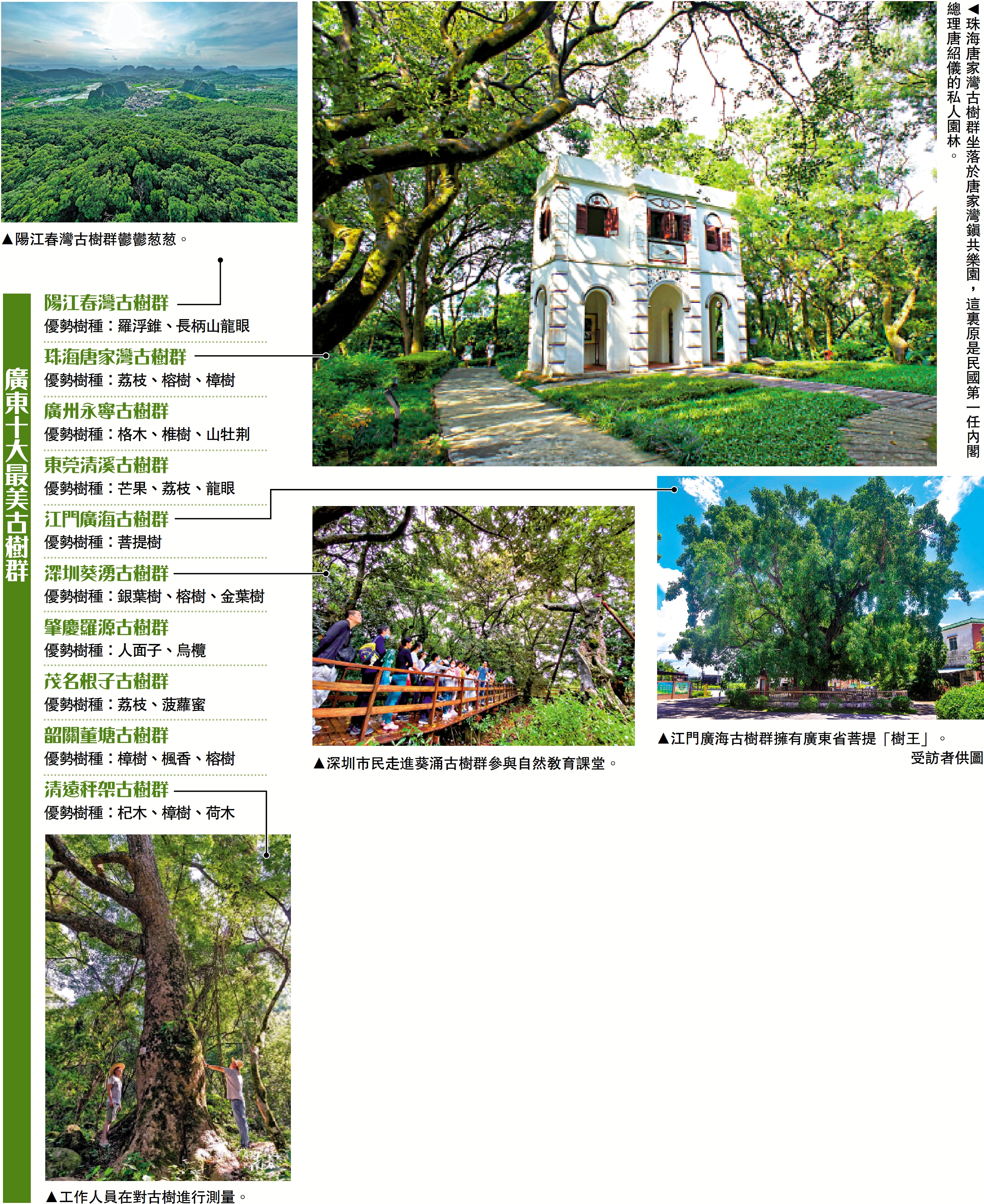 　　圖： 廣東十大最美古樹群