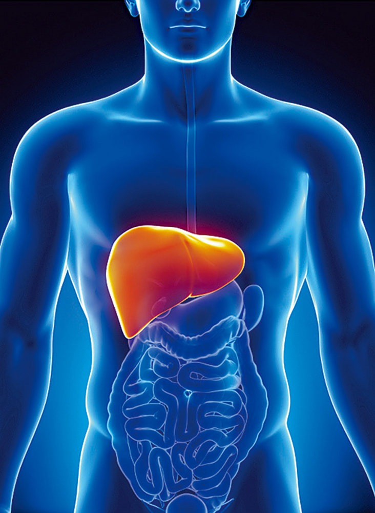 　　圖：肝臟負責人體大部分解毒和排毒過程。