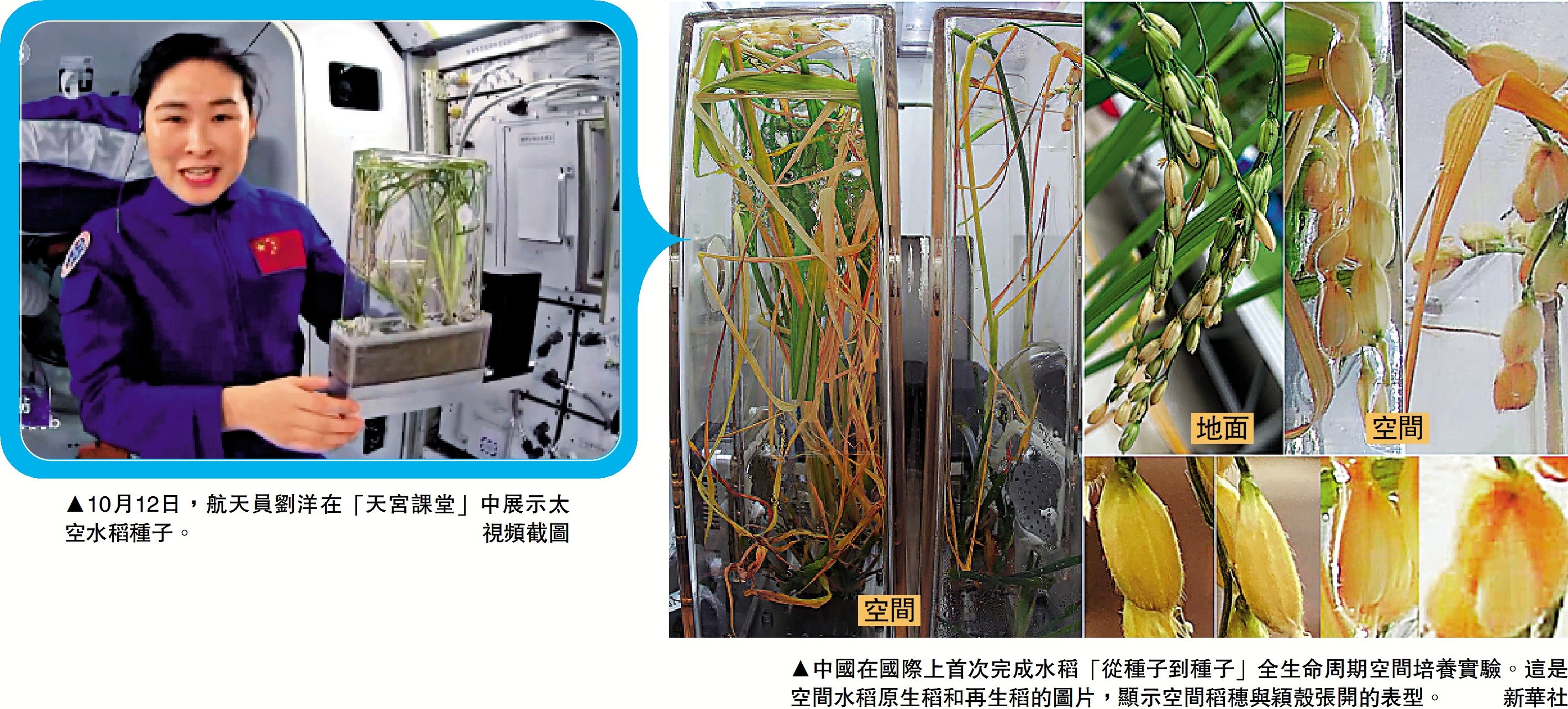 　　左圖：10月12日，航天員劉洋在「天宮課堂」中展示太空水稻種子。\視頻截圖；右圖：中國在國際上首次完成水稻「從種子到種子」全生命周期空間培養實驗。這是空間水稻原生稻和再生稻的圖片，顯示空間稻穗與穎殼張開的表型。\新華社