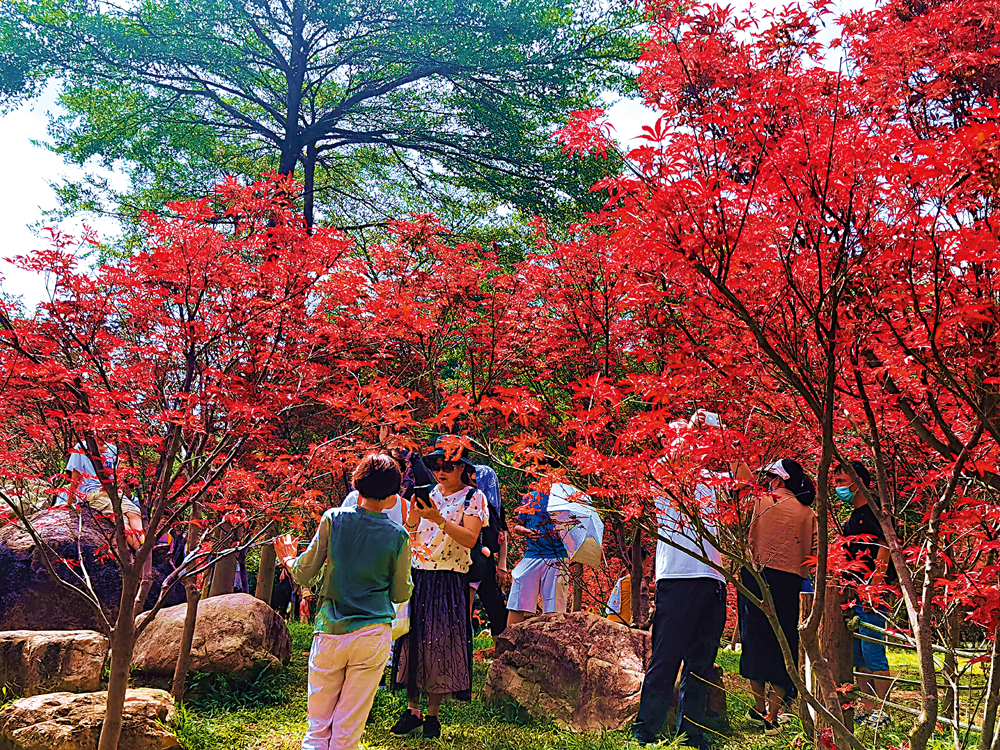 　　圖：遊人登高賞紅葉。\受訪者供圖