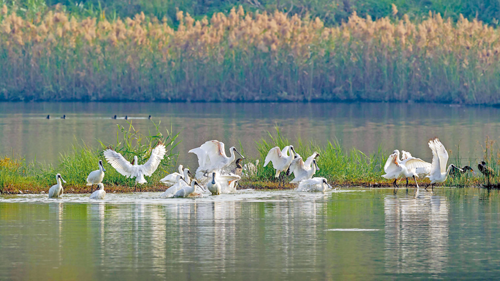 　　圖：廣東吸引大批候鳥落腳「歇息」越冬，估計將達30萬隻以上，圖為黑臉琵鷺。