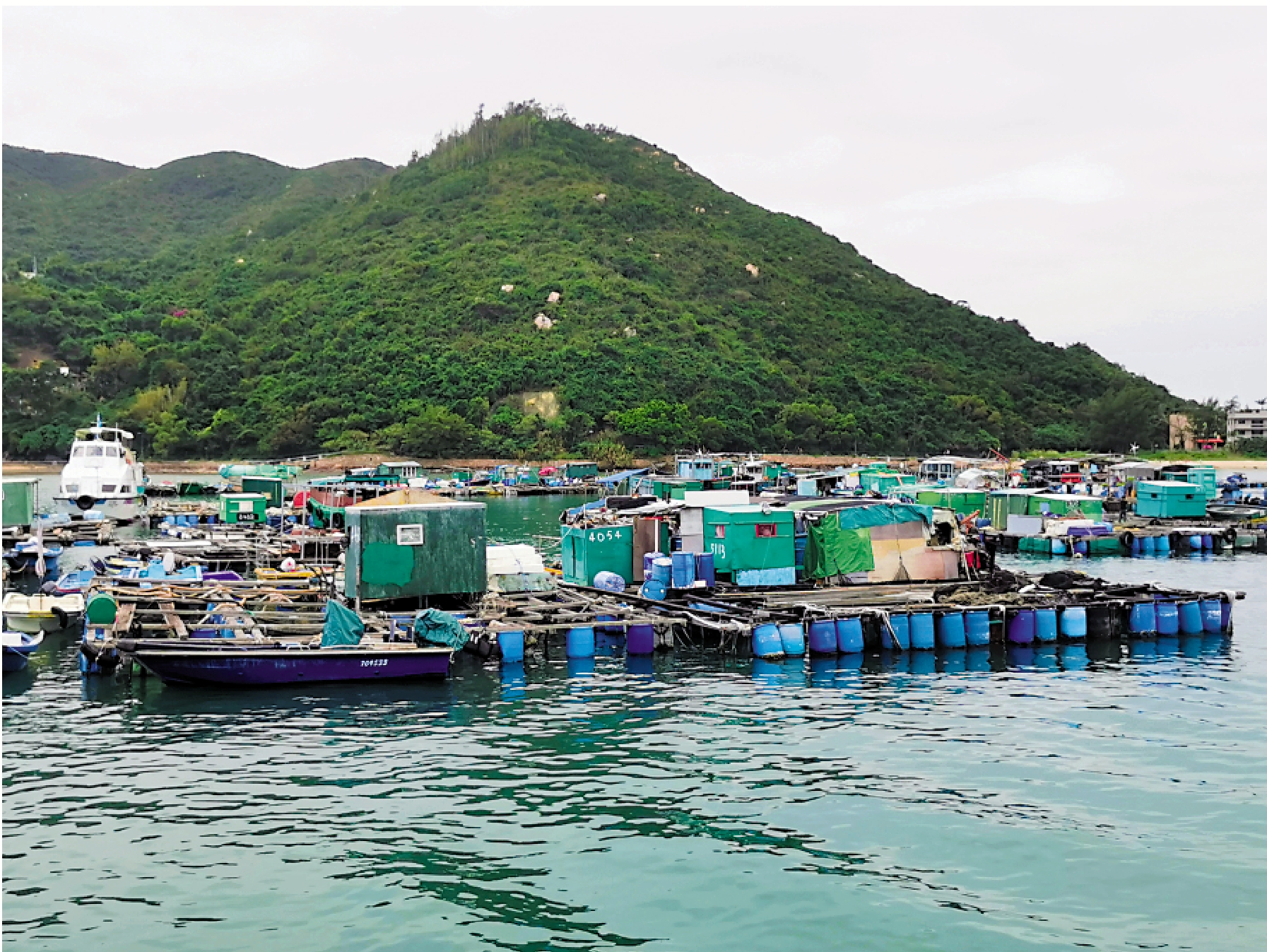 　　圖：標準化程度較高的深海養殖將是漁業未來的發展方向，圖為南丫島榕樹灣的海水養殖魚排。