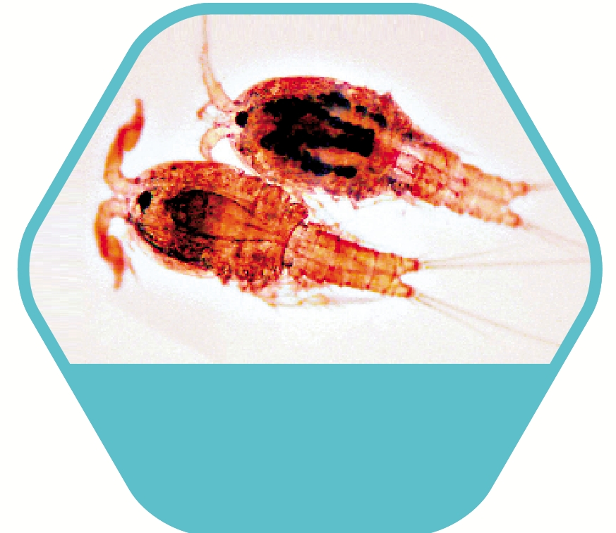 　　圖：虎斑猛水蚤在微塑膠影響下繁殖大幅減少。