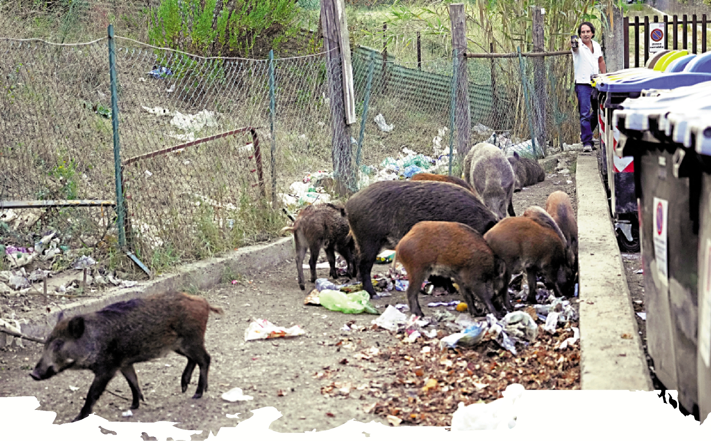 　　圖：意大利羅馬成群結隊的野豬不時翻找垃圾桶覓食。\美聯社