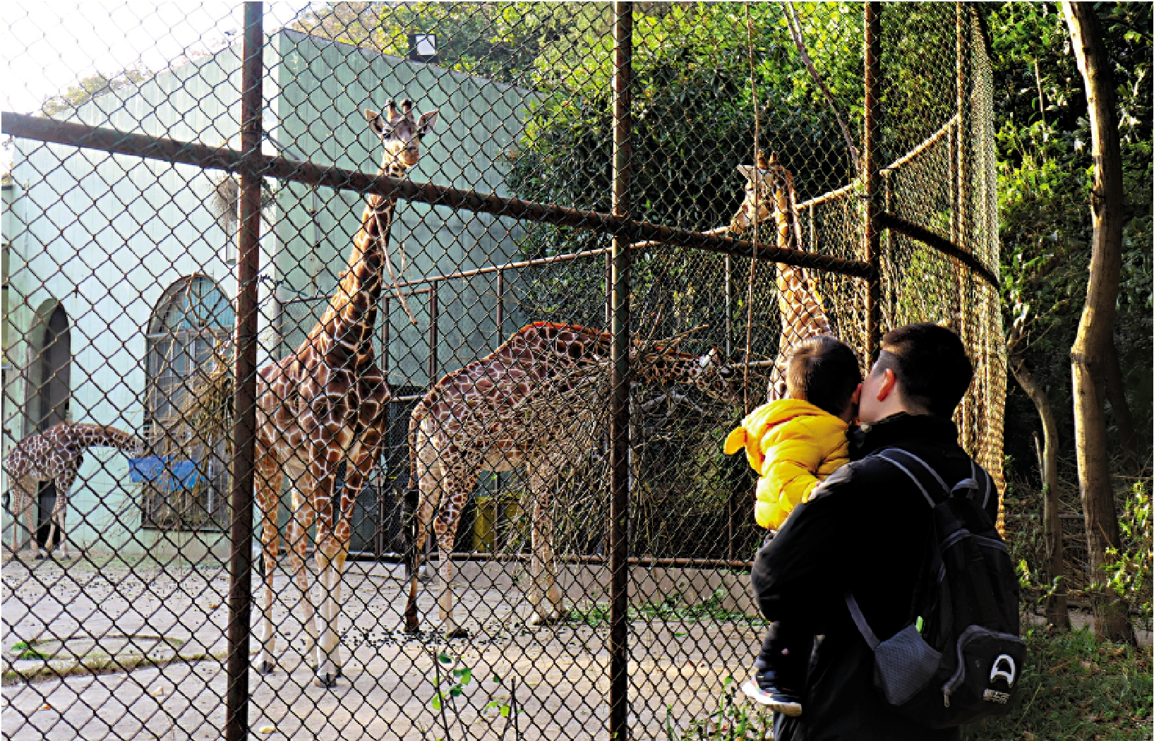 　　圖：一對父子在紅山動物園近距離觀察長頸鹿。\大公報記者賀鵬飛攝