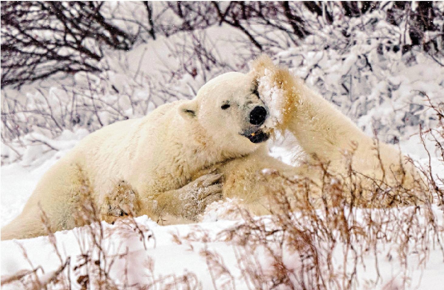 　　圖：西哈德遜灣海冰驟減，北極熊缺乏捕食條件。/路透社