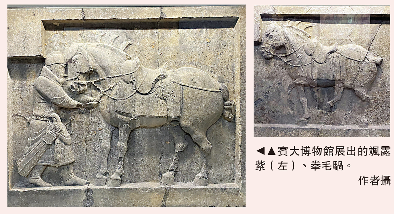 　　圖：賓大博物館展出的颯露紫（左）、拳毛騧。\作者攝