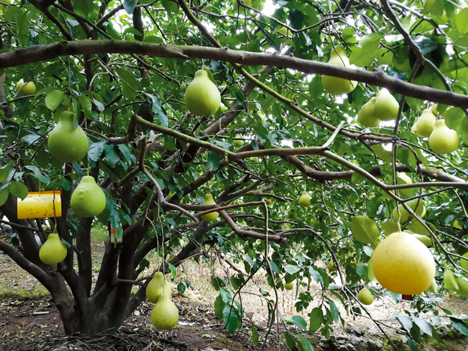 　　圖：山中柚園內柚子壓枝頭。\作者供圖