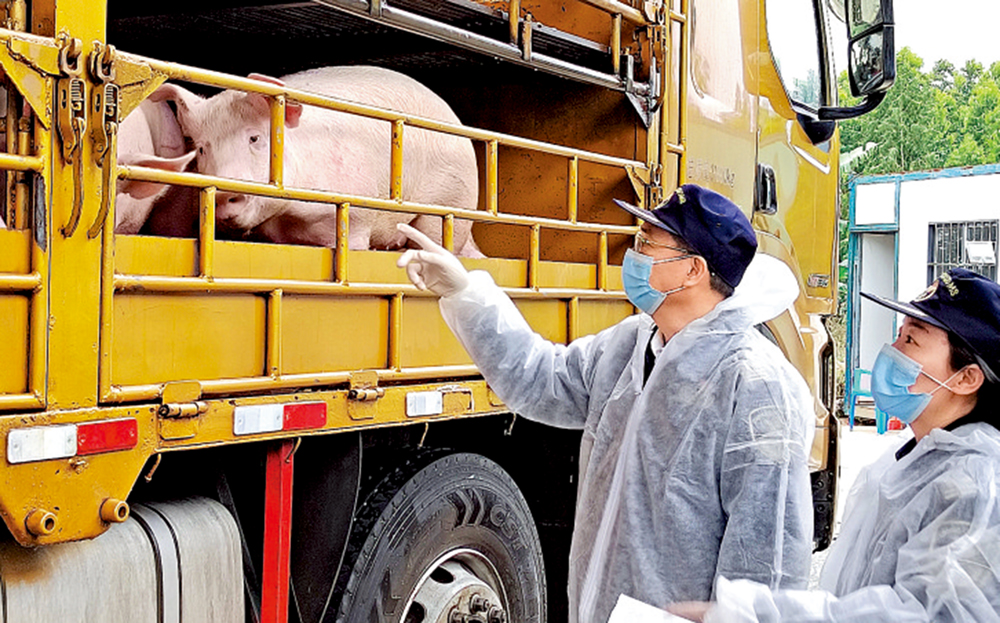 　　圖：海關人員查驗運往香港的活豬。\受訪者供圖