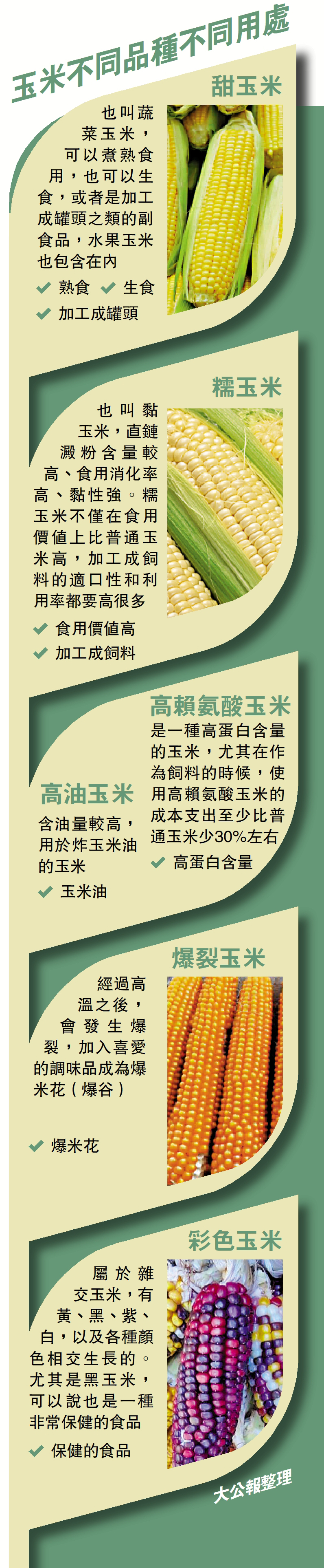 　　圖：玉米不同品種不同用處