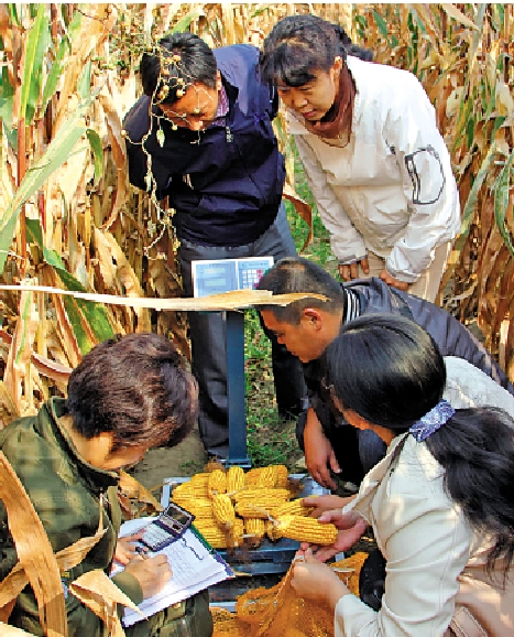 　　圖：農業技術人員正進行田間測產。\受訪者供圖