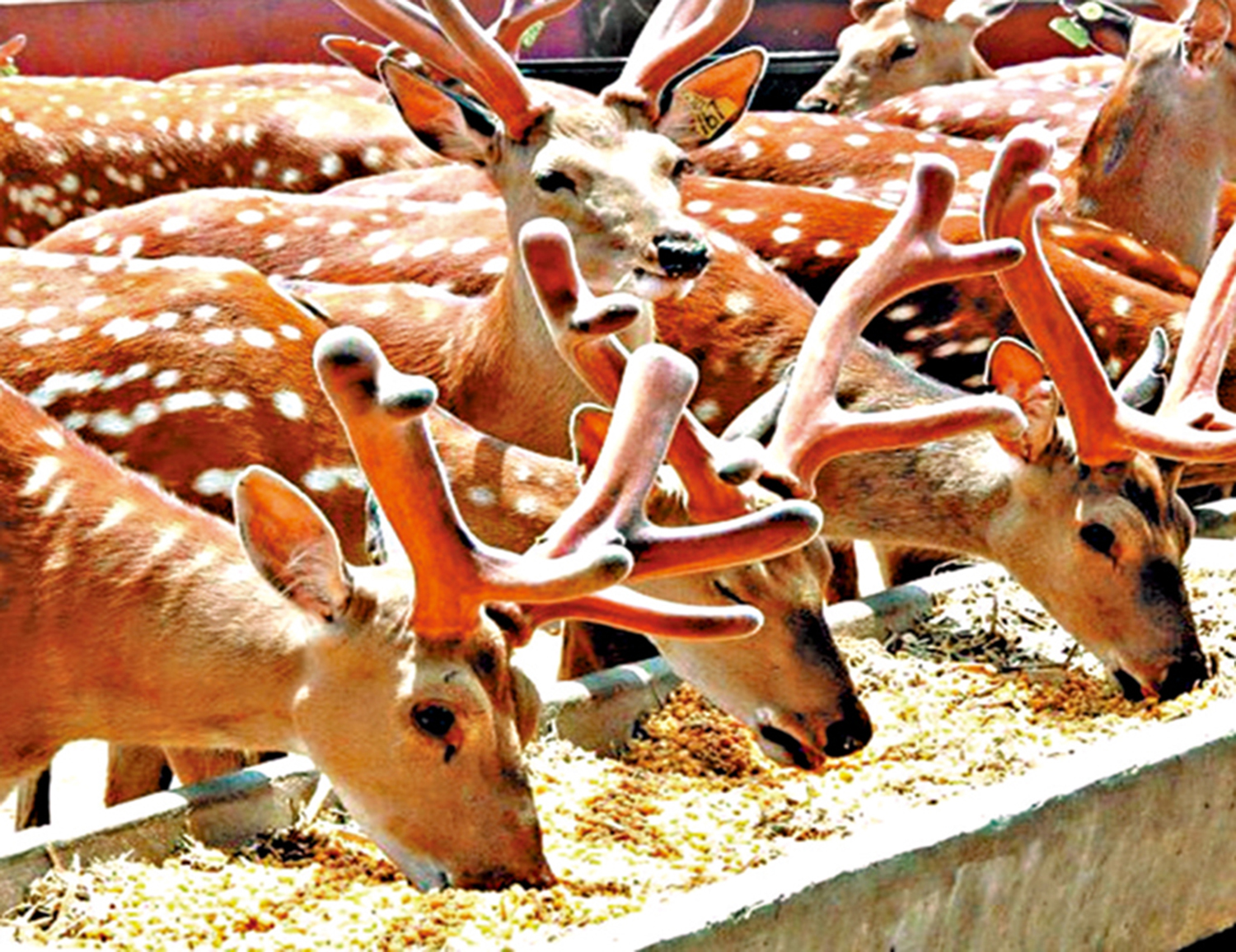 　　圖：吉林省的梅花鹿飼養量達60萬隻，佔全國總量一半以上。\受訪者供圖