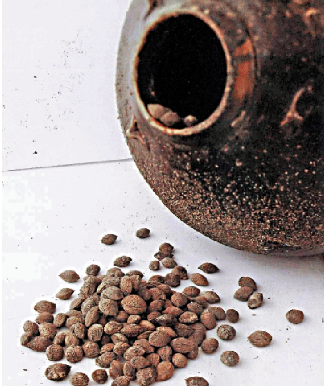 　　圖：保育團隊在村民的舊物中找到一個裝着梅子核的陶瓶。\主辦方供圖