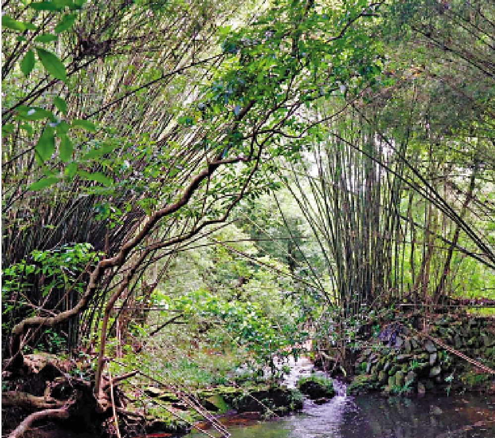 　　圖：苗三古道上的竹林。\圖片來自網絡