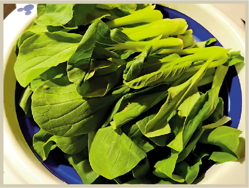 　　圖：雞毛菜口感清香。\作者供圖